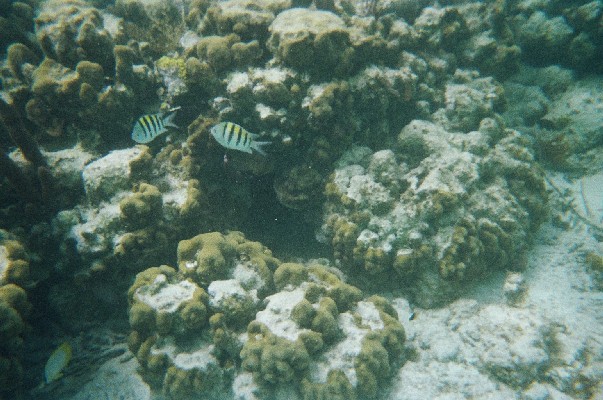 gestreifte Fische