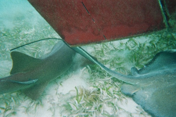 Immer eine Hai-Höhe Wasser unterm Kiel