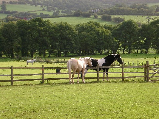 horses of trebinshun